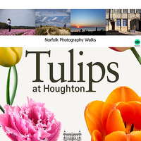 Tulips at Houghton, Norfolk