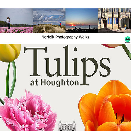 Tulips at Houghton, Norfolk