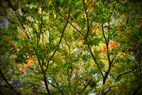 a hint of autumn
