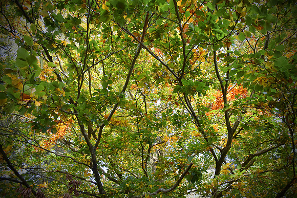 a hint of autumn