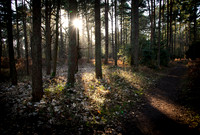 11 Sandringham November