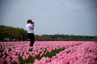 Tulips for Tapping