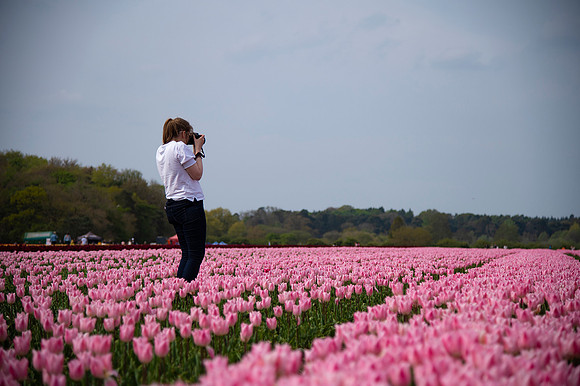 Tulips for Tapping