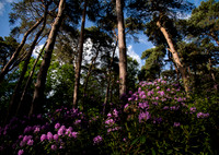 5 May Sandringham