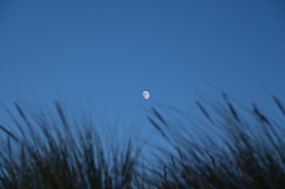 DSC_0790
