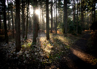 11 Sandringham November