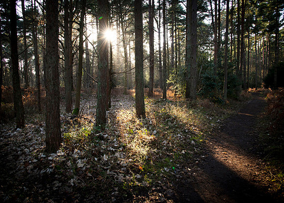 11 Sandringham November
