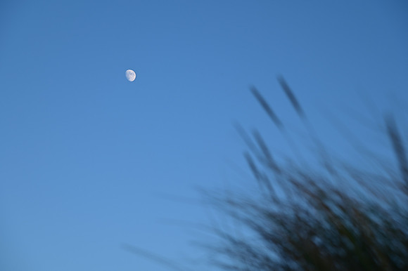 DSC_0794