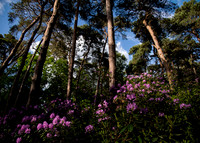 5 May Sandringham