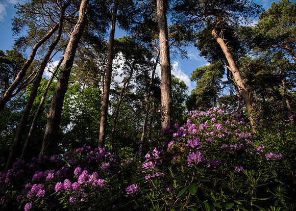 5 May Sandringham