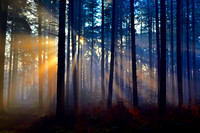 3. the cold light - sandringham