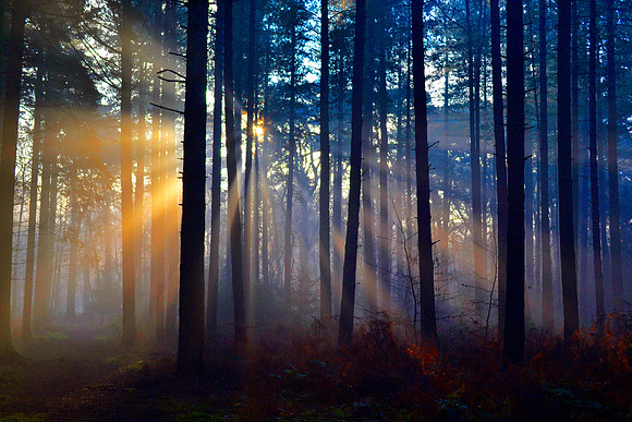 3. the cold light - sandringham