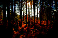 A Walk Through The Woods - Sandringham