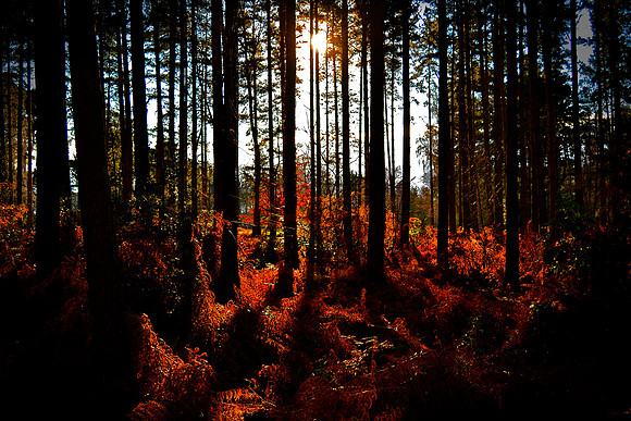 A Walk Through The Woods - Sandringham
